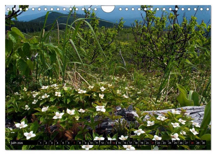 Produktbild: GASP&Eacute;SIE. Parc National du Qu&eacute;bec (Calendrier mural 2026 DIN A4 vertical), CALVENDO calendrier mensuel