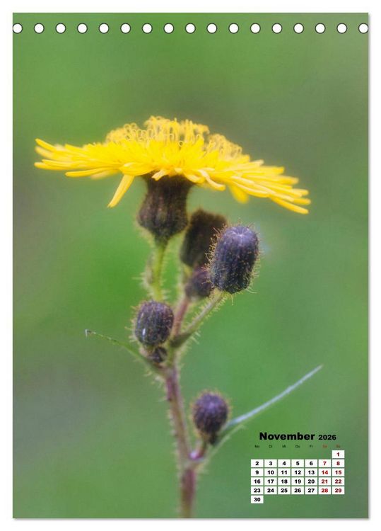 Produktbild: Spa&szlig; mit bunten Bl&uuml;mchen (Tischkalender 2026 DIN A5 hoch), CALVENDO Monatskalender