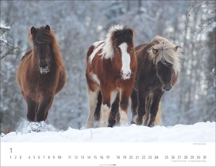 Produktbild: Islandpferde Kalender 2027