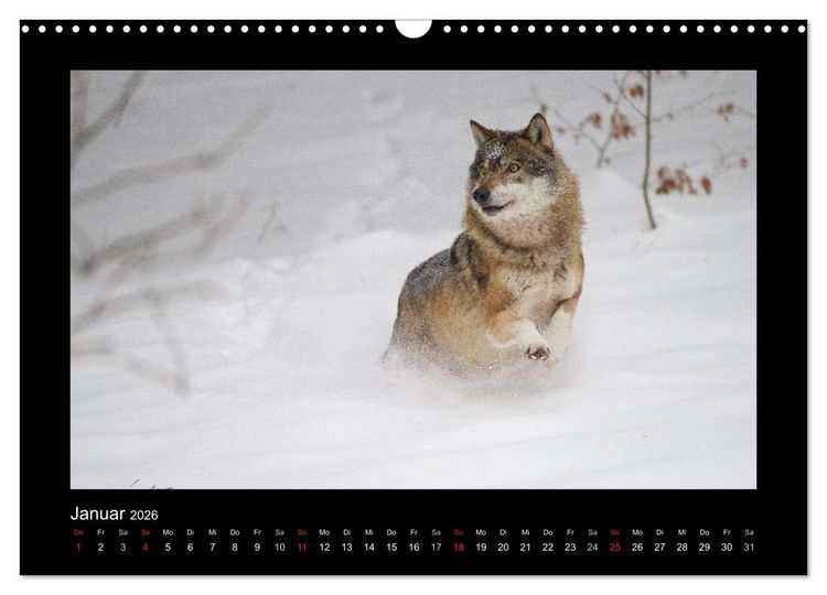 Produktbild: Wolf, Luchs und Co. - Tierbilder aus dem Bayerischen Wald (Wandkalender 2026 DIN A3 quer), CALVENDO Monatskalender