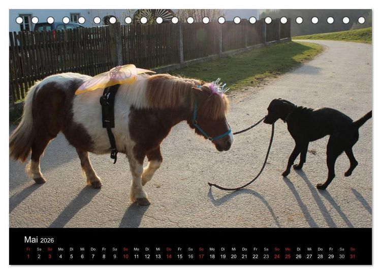 Produktbild: Der schwarze Hund und seine Freunde (Tischkalender 2026 DIN A5 quer), CALVENDO Monatskalender
