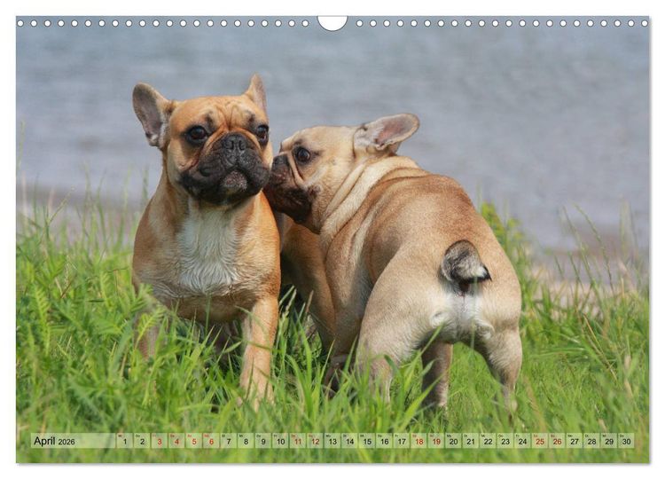 Produktbild: Bulldoggen - Englische und Franz&ouml;sische Bulldoggen (Wandkalender 2026 DIN A3 quer), CALVENDO Monatskalender