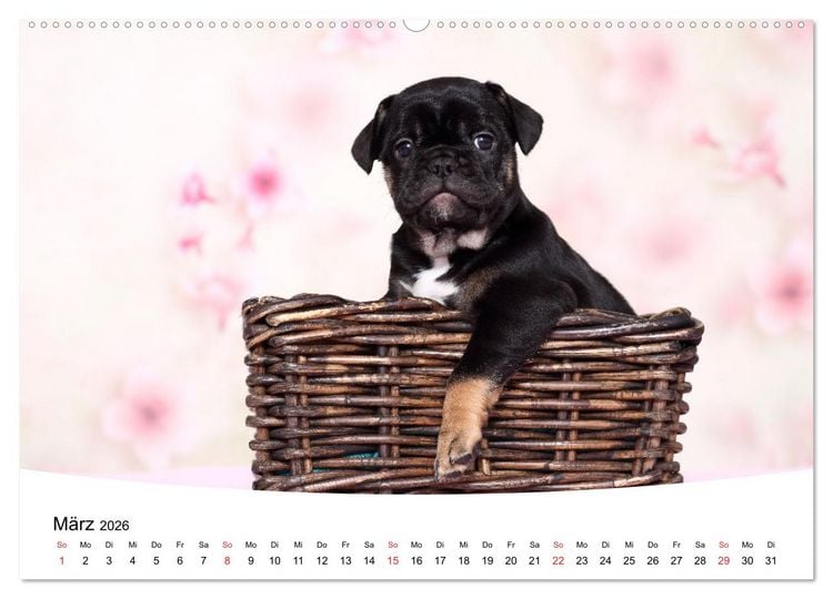 Produktbild: Bullys - Franz&ouml;sische Bulldoggen 2026 (Wandkalender 2026 DIN A2 quer), CALVENDO Monatskalender