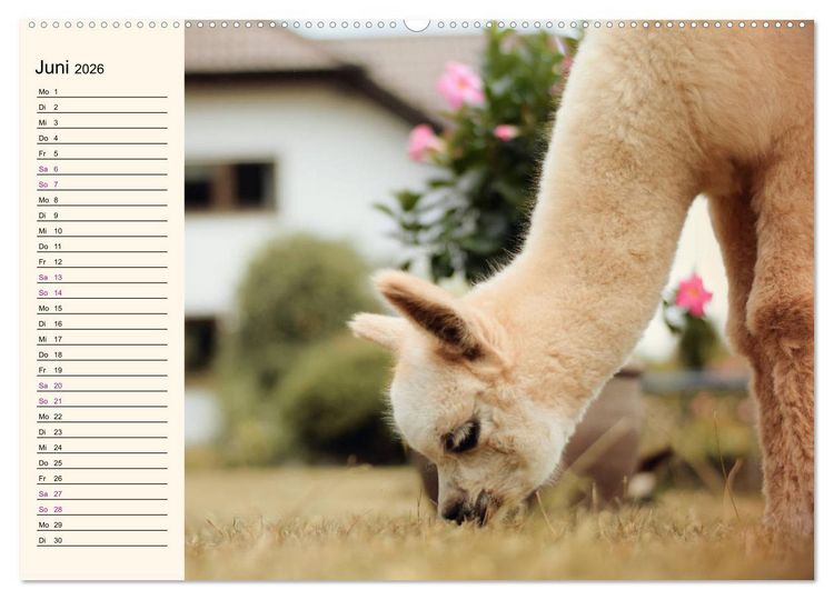 Produktbild: Alpakas im Blumenzauber (Wandkalender 2026 DIN A2 quer), CALVENDO Monatskalender