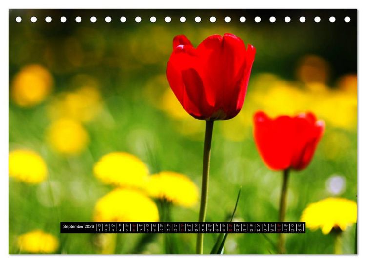 Produktbild: Bl&uuml;ten-Zauber am Wegesrand 2026 (Tischkalender 2026 DIN A5 quer), CALVENDO Monatskalender