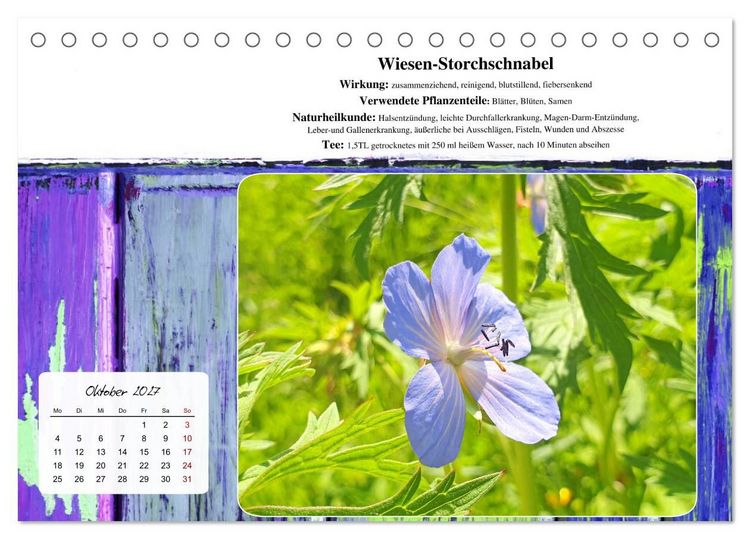 Produktbild: Gesundheit vor deiner Haust&uuml;re - Heilpflanzen am Alpenrand - Wirkung, Anwendungsbereiche und Teezubereitung (Tischkalender 2027 DIN A5 quer), CALVENDO Monatskalender