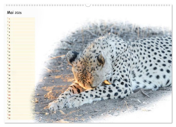 Produktbild: Tierisches Yoga (Wandkalender 2026 DIN A2 quer), CALVENDO Monatskalender