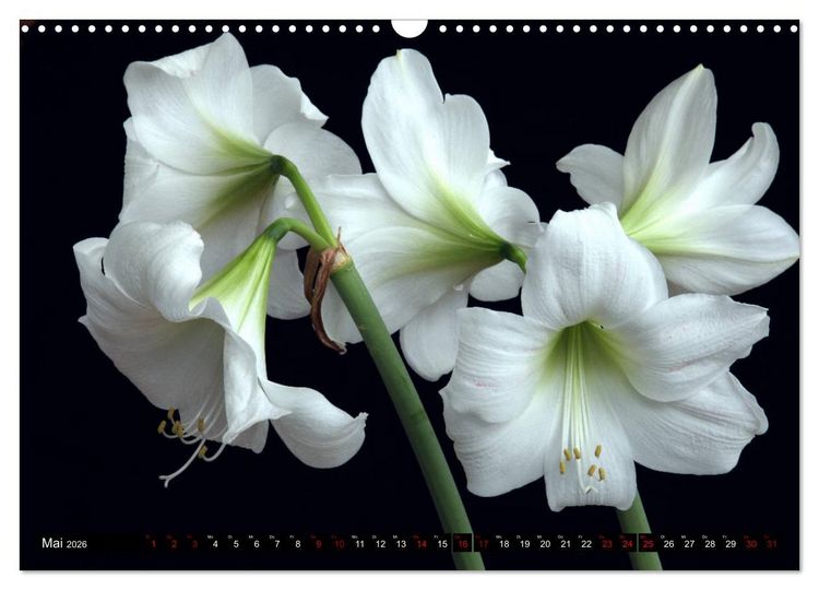 Produktbild: Bl&uuml;hwelten (Wandkalender 2026 DIN A3 quer), CALVENDO Monatskalender