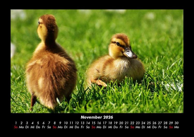 Produktbild: Enten 2026 Fotokalender DIN A3
