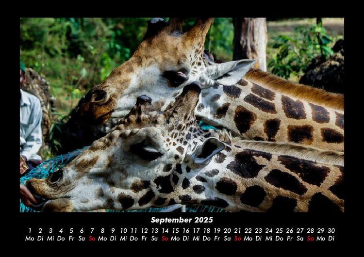 Produktbild: Giraffen 2025 Fotokalender DIN A3