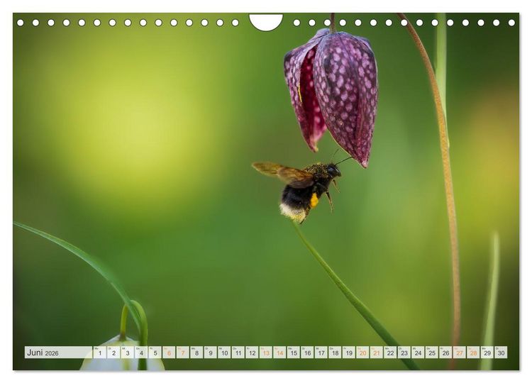 Produktbild: Bienen und Hummeln in Aktion (Wandkalender 2026 DIN A4 quer), CALVENDO Monatskalender