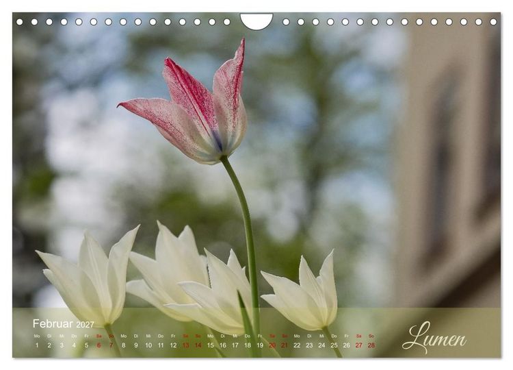 Produktbild: Tulipa et Verba &ndash; Tulpenbl&uuml;ten und stille W&ouml;rter (Wandkalender 2027 DIN A4 quer), CALVENDO Monatskalender
