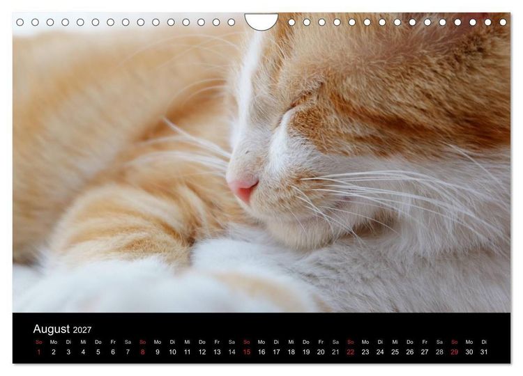 Produktbild: Haustiger - Ein Katzenkalender (Wandkalender 2027 DIN A4 quer), CALVENDO Monatskalender