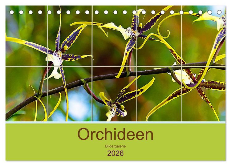Produktbild: Orchideen Bildergalerie (Tischkalender 2026 DIN A5 quer), CALVENDO Monatskalender