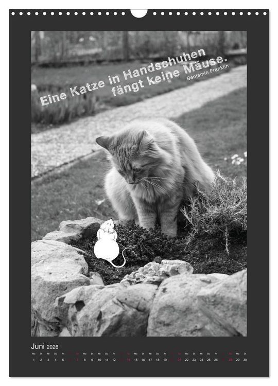 Produktbild: Katz & Maus (Wandkalender 2026 DIN A3 hoch), CALVENDO Monatskalender