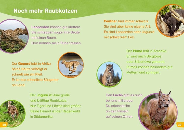 Produktbild: WAS IST WAS Erstes Lesen easy! Katzen - meine Lieblingstiere