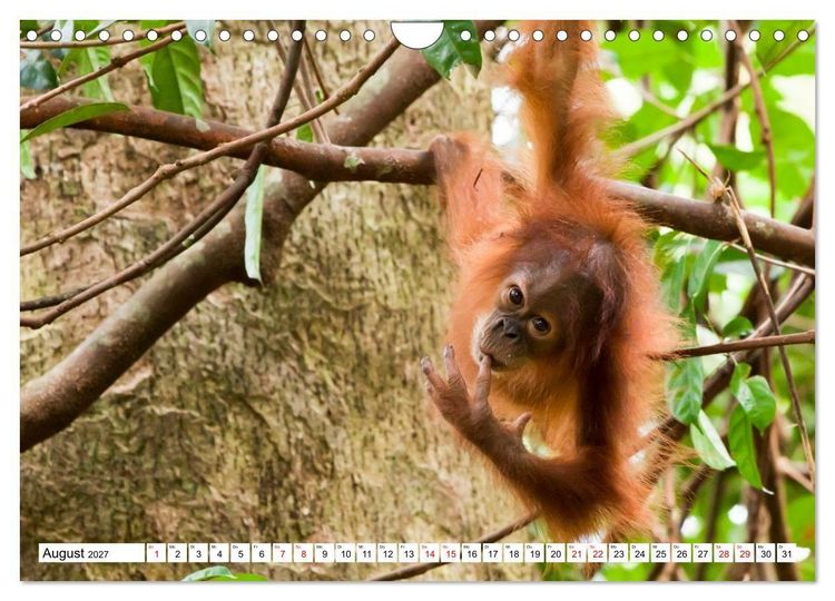 Produktbild: Orang-Utans - Menschen des Regenwaldes (Wandkalender 2027 DIN A4 quer), CALVENDO Monatskalender