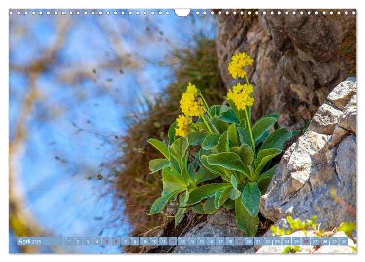 Produktbild: Meine sch&ouml;nsten Alpenblumen (Wandkalender 2026 DIN A3 quer), CALVENDO Monatskalender