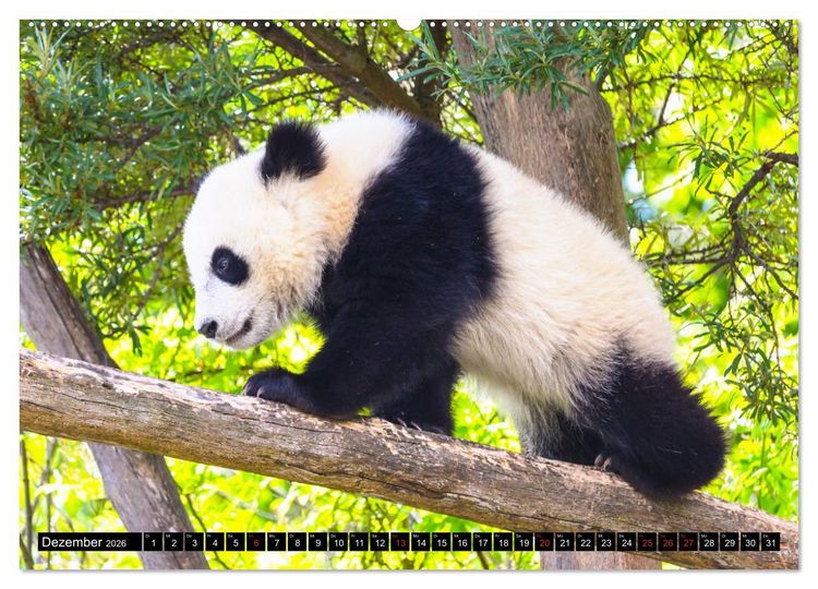 Produktbild: Pandab&auml;r Babys (Wandkalender 2026 DIN A2 quer), CALVENDO Monatskalender