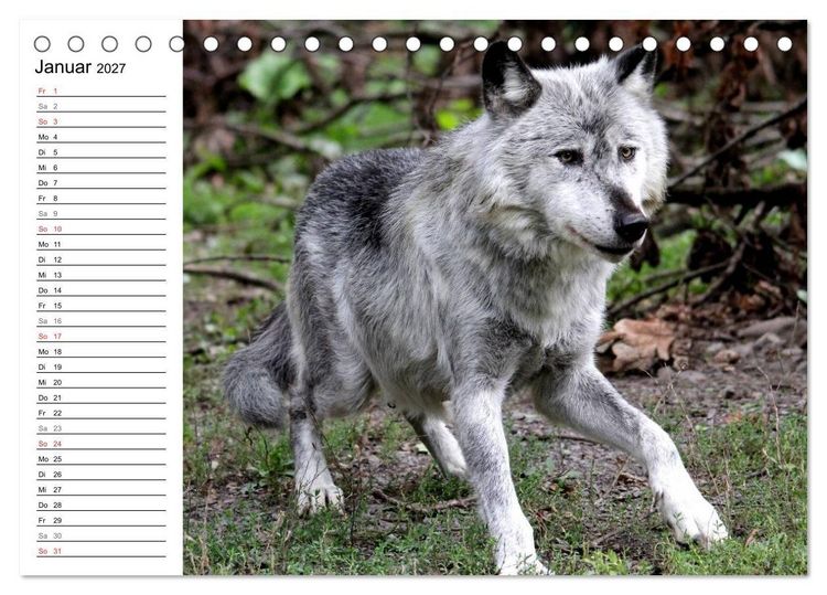 Produktbild: Im Rudel Zuhause - Der Wolf (Tischkalender 2027 DIN A5 quer), CALVENDO Monatskalender