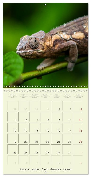 Produktbild: Les merveilles du monde les reptiles (Calendrier mural carr&eacute; 2026 30x30 cm) Calendrier double avec une page pour vos prises de notes