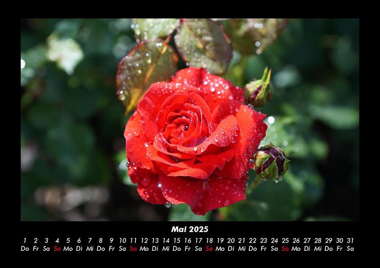 Produktbild: Strahlend sch&ouml;ne Rosen 2025 Fotokalender DIN A3