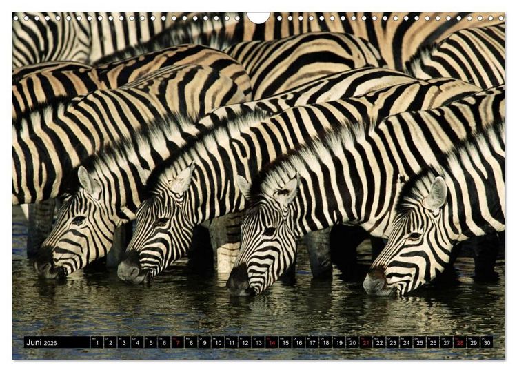 Produktbild: Zebras - Ungez&auml;hmte Kraft (Wandkalender 2026 DIN A3 quer), CALVENDO Monatskalender