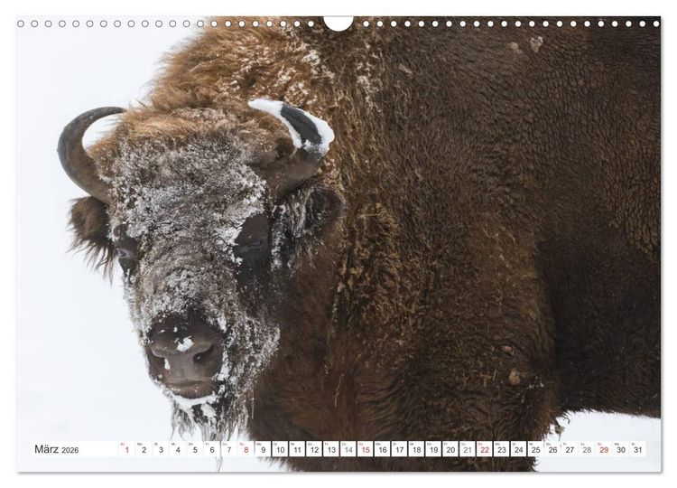 Produktbild: Emotionale Momente: Der Wisent. (Wandkalender 2026 DIN A3 quer), CALVENDO Monatskalender