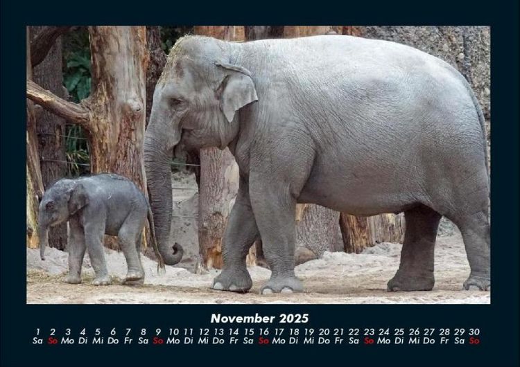 Produktbild: Welt der Tiere 2025 Fotokalender DIN A4
