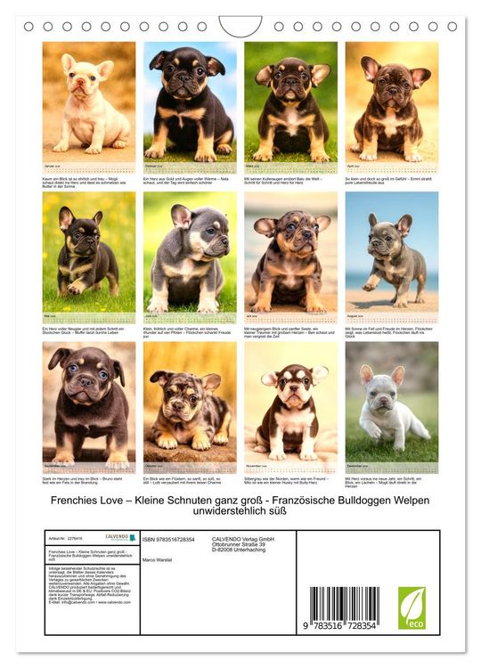 Produktbild: Frenchies Love &ndash; Kleine Schnuten ganz gro&szlig; - Franz&ouml;sische Bulldoggen Welpen unwiderstehlich s&uuml;&szlig; (Wandkalender 2026 DIN A4 hoch), CALVENDO Monatskalender
