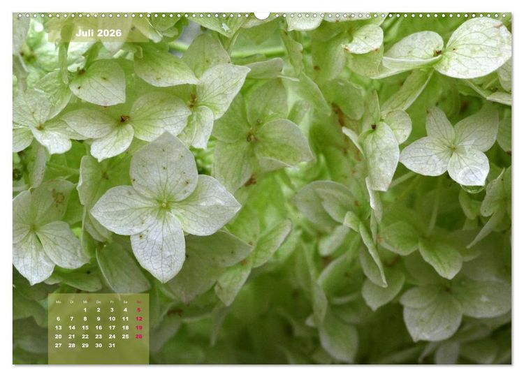 Produktbild: Himmlische Hortensien (Wandkalender 2026 DIN A2 quer), CALVENDO Monatskalender