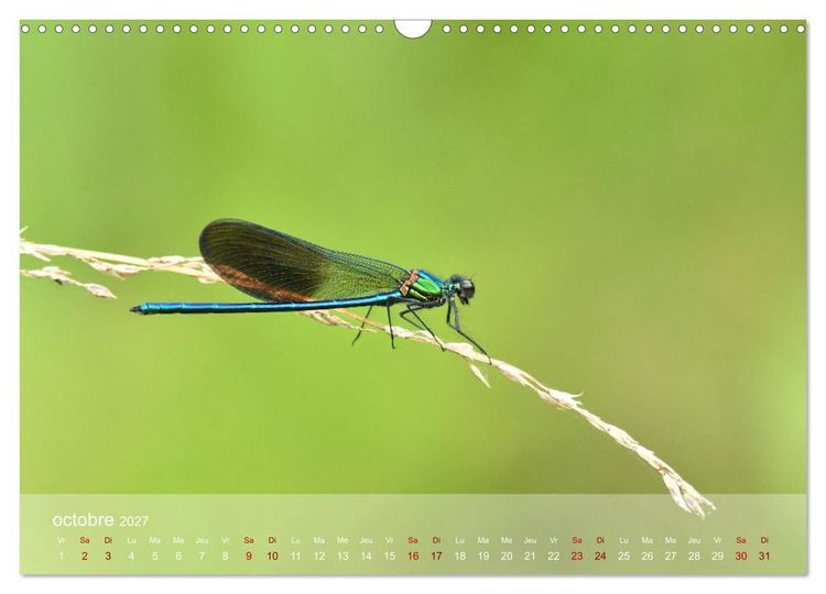 Produktbild: Oiseaux, Papillons et Libellules (Calendrier mural 2027 DIN A3 vertical), CALVENDO calendrier mensuel