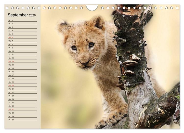 Produktbild: L&ouml;wen. Majest&auml;tische Kraft (Wandkalender 2026 DIN A4 quer), CALVENDO Monatskalender