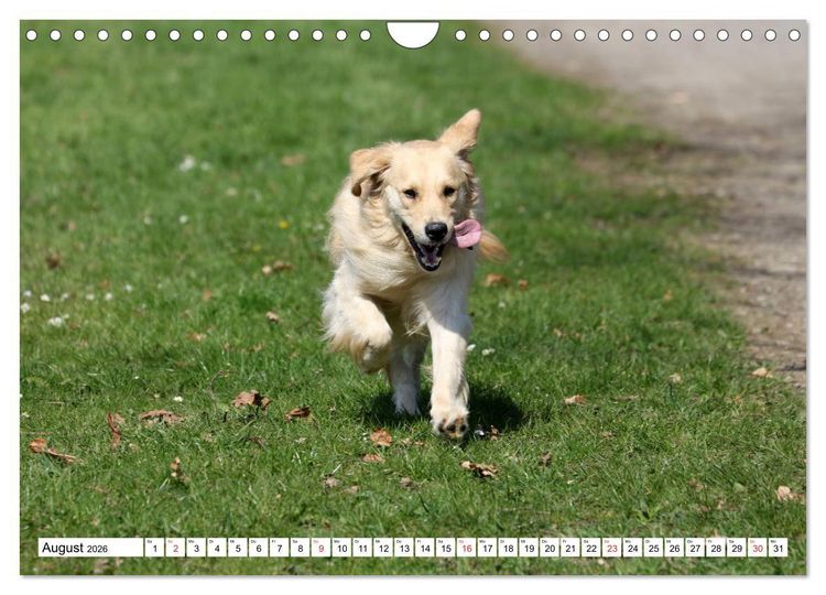 Produktbild: Golden Retriever ein treuer Begleiter (Wandkalender 2026 DIN A4 quer), CALVENDO Monatskalender