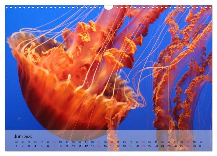 Produktbild: Quallen. Die Welt der Medusen (Wandkalender 2026 DIN A3 quer), CALVENDO Monatskalender