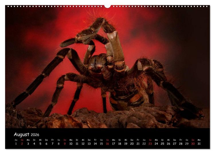 Produktbild: Mystische Vogelspinnen (Wandkalender 2026 DIN A2 quer), CALVENDO Monatskalender