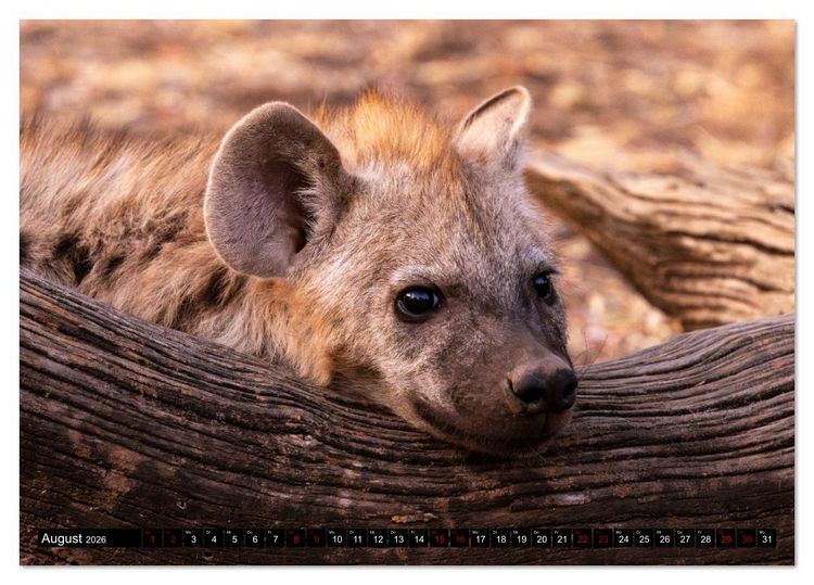 Produktbild: Komm mit auf Safari! Botswana und S&uuml;dafrika (Tischkalender 2026 DIN A5 quer), CALVENDO Monatskalender