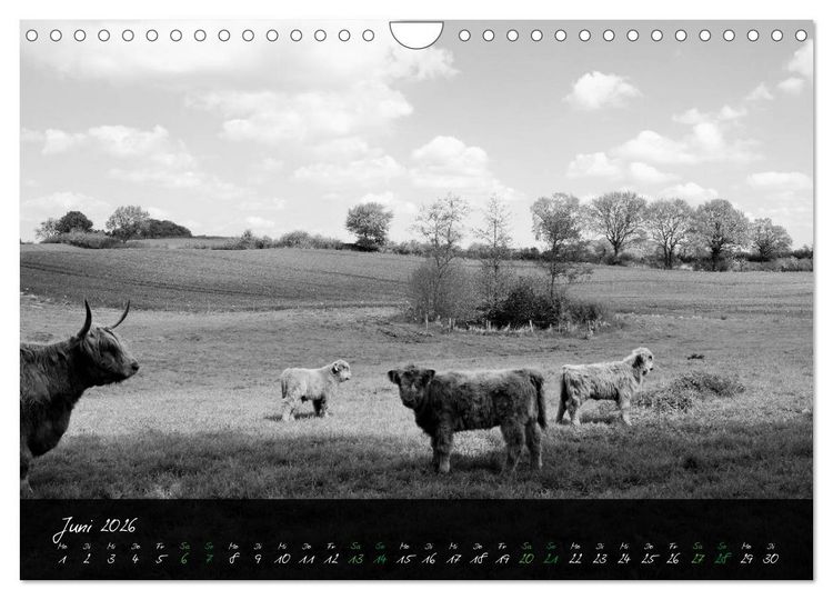 Produktbild: Highland Cattle vom Nordlicht - Faszination Hochland Rind (Wandkalender 2026 DIN A4 quer), CALVENDO Monatskalender