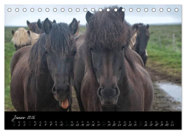 Produktbild: Charakterk&ouml;pfe Islandpferde (Tischkalender 2026 DIN A5 quer), CALVENDO Monatskalender