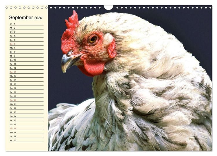 Produktbild: H&uuml;hner. Intelligent, sch&ouml;n und faszinierend (Wandkalender 2026 DIN A3 quer), CALVENDO Monatskalender