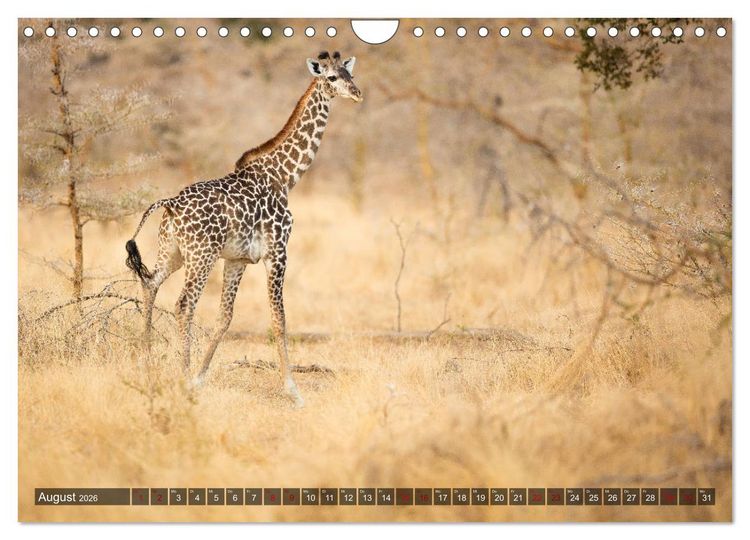 Produktbild: Safari in Tansania (Wandkalender 2026 DIN A4 quer), CALVENDO Monatskalender