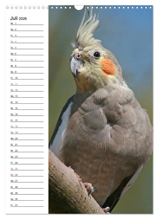 Produktbild: Der Nymphensittich-Terminplaner (Wandkalender 2026 DIN A3 hoch), CALVENDO Monatskalender