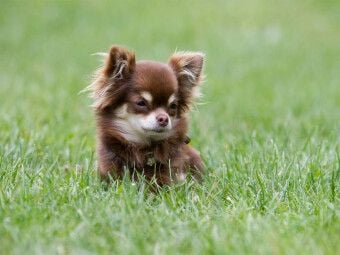 Produktbild: CALVENDO Puzzle Ein Motiv aus dem Kalender Chihuahuas - kleine Herzensbrecher | 1000 Teile Lege-Gr&ouml;&szlig;e 64x48cm Foto-Puzzle f&uuml;r gl&uuml;ckliche Stunden