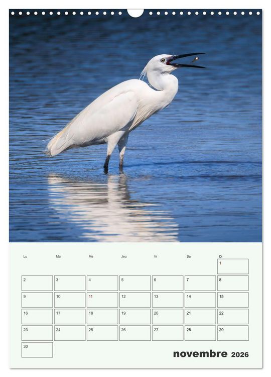 Produktbild: Le monde intime des oiseaux (Calendrier mural 2026 DIN A3 horizontal), CALVENDO calendrier mensuel