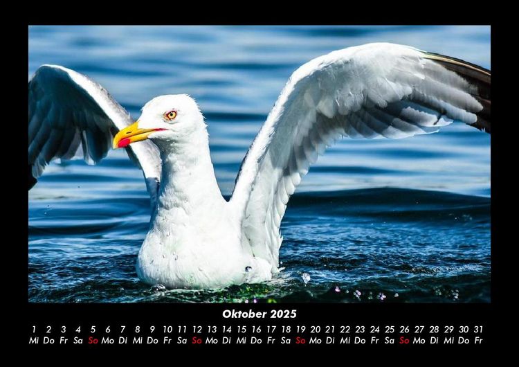 Produktbild: V&ouml;gel 2025 Fotokalender DIN A3