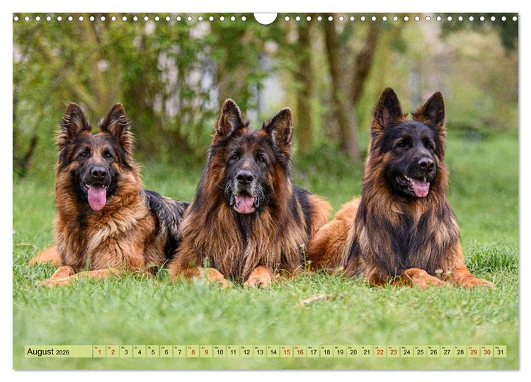 Produktbild: Altdeutsche Sch&auml;ferhunde - Traumhafte Sch&auml;ferhunde Langstockhaar (Wandkalender 2026 DIN A3 quer), CALVENDO Monatskalender