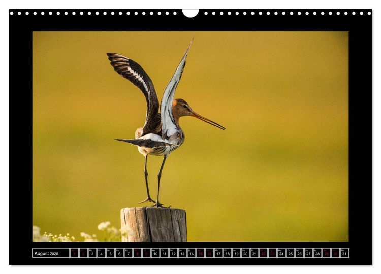 Produktbild: Niederrheinische Vogelwelt (Wandkalender 2026 DIN A3 quer), CALVENDO Monatskalender