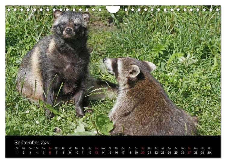 Produktbild: Marderhunde (Wandkalender 2026 DIN A4 quer), CALVENDO Monatskalender