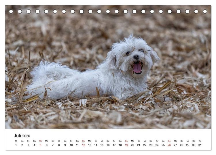 Produktbild: Moritz, der freche Malteser (Tischkalender 2026 DIN A5 quer), CALVENDO Monatskalender