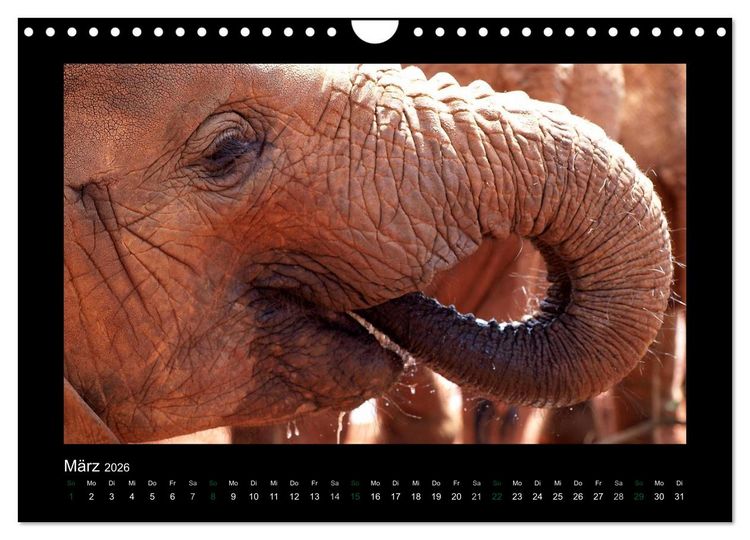 Produktbild: Wilde Tiere Afrikas (Wandkalender 2026 DIN A4 quer), CALVENDO Monatskalender